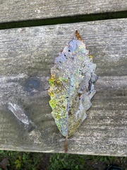 Quercus montana