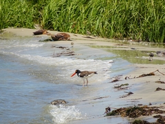 Haematopus palliatus