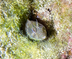 Parablennius incognitus