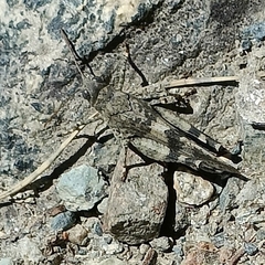 Oedipoda
