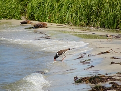 Haematopus palliatus