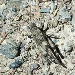 Oedipoda