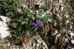 Oxytropis montana