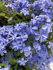 Plumbago auriculata