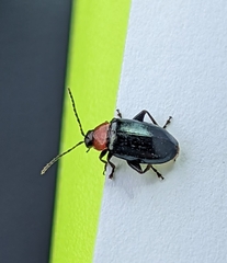 Disonycha xanthomelas