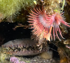 Serpula vermicularis