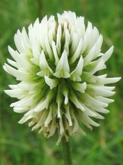 Trifolium montanum