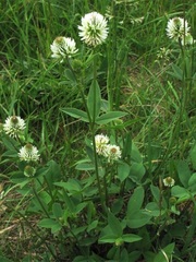 Trifolium montanum