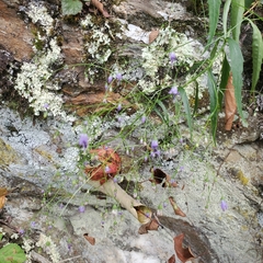 Campanula divaricata