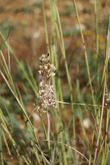 Allium flavum tauricum