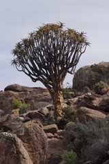 Aloidendron dichotomum