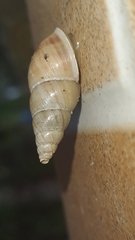 Leiostracus vimineus
