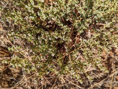 Euphorbia polycarpa