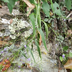 Campanula divaricata