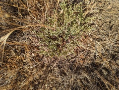 Euphorbia polycarpa