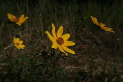 Bidens polylepis