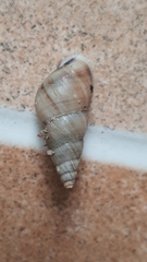 Leiostracus vimineus