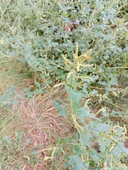 Atriplex tatarica