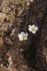 Oxalis obtusa