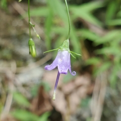 Campanula divaricata
