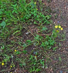 Potentilla pulcherrima