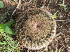 Mammillaria grusonii