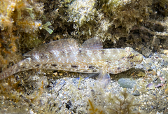 Gobius incognitus