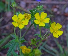 Potentilla pulcherrima