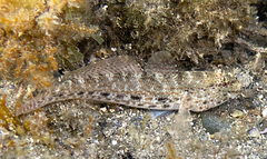 Gobius incognitus