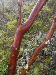 Arbutus xalapensis