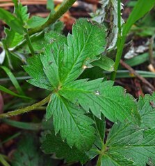 Potentilla pulcherrima