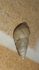 Leiostracus vimineus