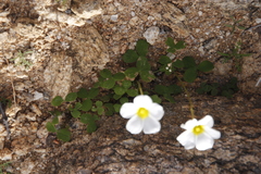 Oxalis obtusa