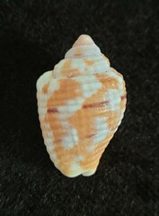 Columbella mercatoria