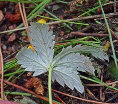 Potentilla pulcherrima