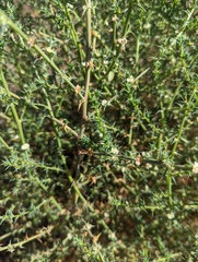Salsola australis