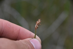 Eleocharis rostellata