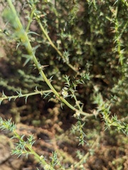 Salsola australis