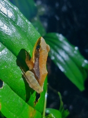 Indosylvirana