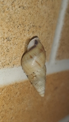 Leiostracus vimineus
