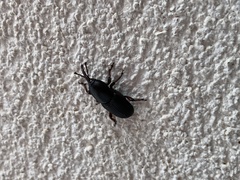 Scyphophorus acupunctatus