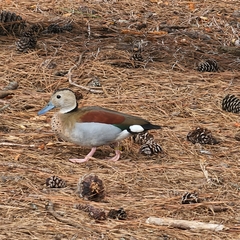 Callonetta leucophrys