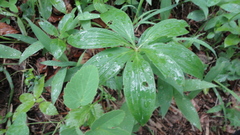 Lilium martagon