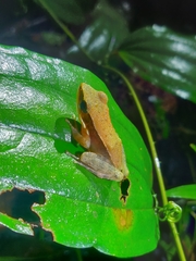 Indosylvirana