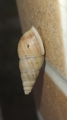 Leiostracus vimineus