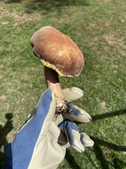 Hortiboletus rubellus