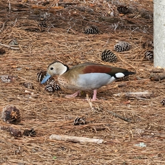 Callonetta leucophrys