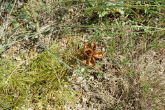 Paeonia tenuifolia