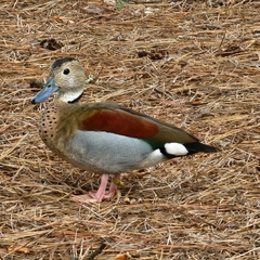 Callonetta leucophrys