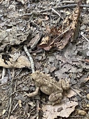 Anaxyrus americanus